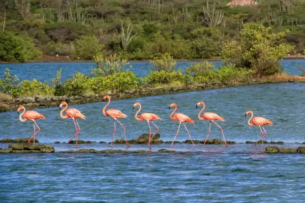 Flamingos